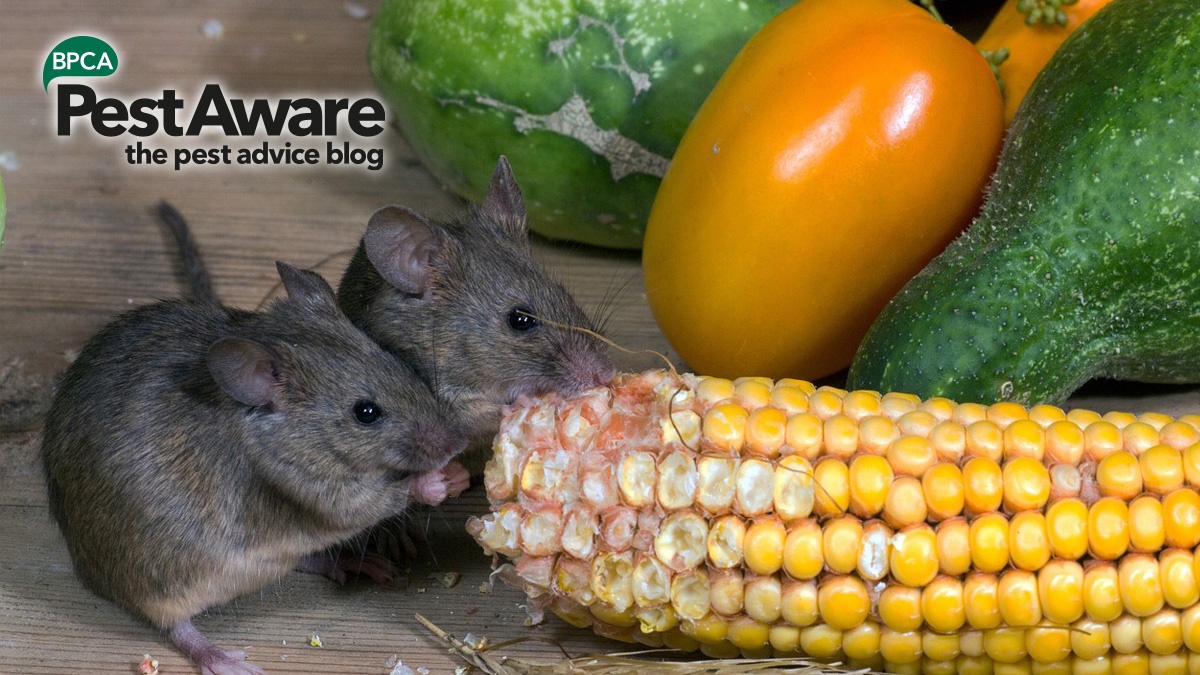 pestaware-pick-a-pest-professional-on-farms pestaware-pick-a-pest-professional-on-farms
